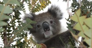 Australian Koala Foundation